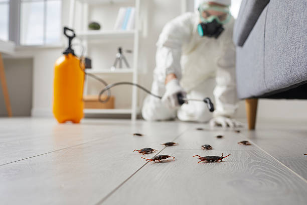 Commercial Rodent Management in Manhattan